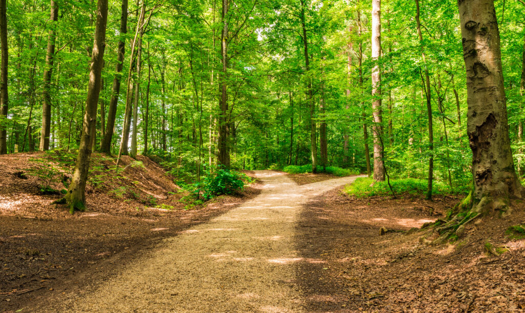 A path through a forest